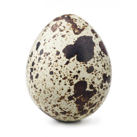 oeufs de caille fécondés